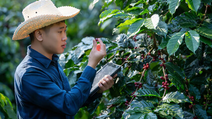 Smart farmer using laptop in green coffee farm sustainable quality control agriculture technology Harvest coffee bean ripe Red berries typing laptop computer check quality control plant coffee tree.