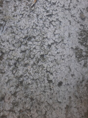 Cracked Surface Texture Gray Background
