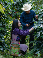 Smart farmer using laptop in green coffee farm sustainable quality control agriculture technology Harvest coffee bean ripe Red berries typing laptop computer check quality control plant coffee tree.