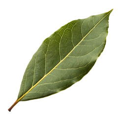 Fototapeta premium Bay leaf isolated on a transparent background