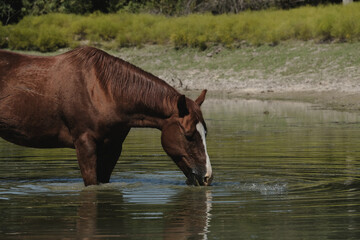 Sorrel gelding horse standing in pond water drinking closeup.
