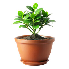 Fototapeta premium green plant in a pot