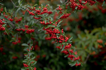 Pyracantha bright red in fall, close-up, red small berries, green, copy space