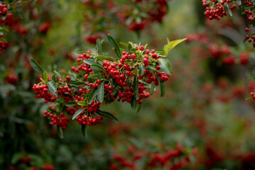 Pyracantha bright red, close-up, copy space
