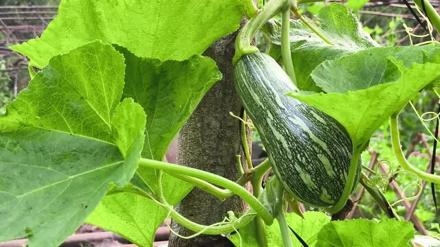 Green striped squash growing in garden. Organic vegetable plant with large leaves. Home gardening tips.