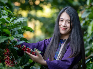 Woman unidentified coffee farmer is harvesting coffee berries in the coffee farm, arabica coffee berries with agriculturist hands ,vintage style, Chiang Mai, Thailand