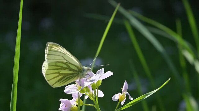 Green-Veined White butterfly (Pieris napi) backlit against a dark background feeding on Lady's Smock (Cardamine pratensis) flowers and flying away. April, Kent, UK [Slow motion x10]