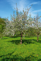apple tree in spring