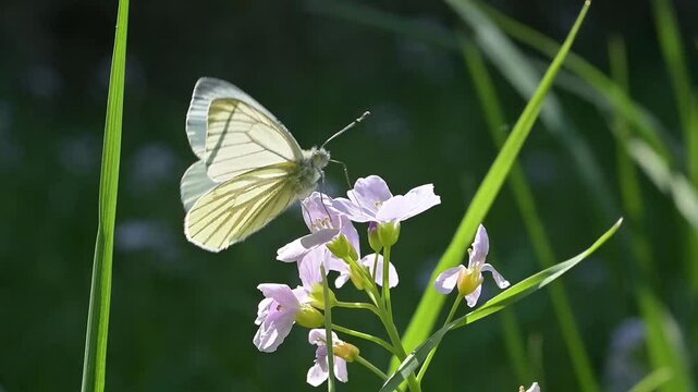Green-Veined White butterfly (Pieris napi) backlit against a dark background feeding on Lady's Smock (Cardamine pratensis) flowers. April, Kent, UK [Slow motion x10]