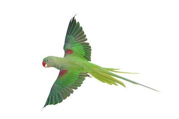 Colorful flying Alexandrine parakeet parrot isolated on transparent background png file © Passakorn