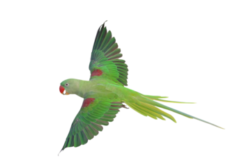 Colorful flying Alexandrine parakeet parrot isolated on transparent background png file