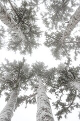 Fototapeta premium Snow-covered trees reach towards a bright, overcast sky, creating a serene, wintry perspective from below