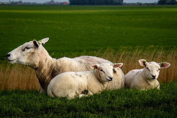 Schaf Mutter mit Lämmern auf dem Deich in Südfriesland in der Nähe von Makkum 