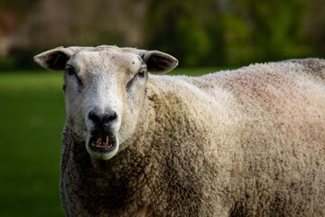 Schaf auf dem Deich in Südfriesland in der Nähe von Makkum 