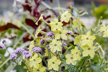 Nicotiana, commonly known as tobacco plant. Plants are lush, upright, fragrant and trumpet-shaped...