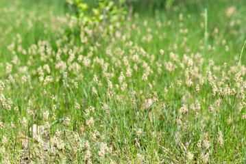 spring meadow with flowering grass