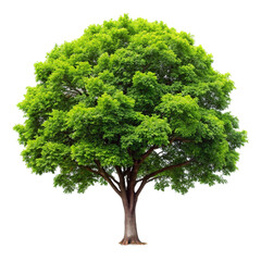 tree isolated on white background