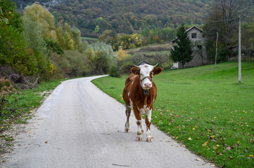 A cow on the road in the village. A curious cow.
