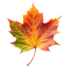 Obraz premium maple leaves isolated on white