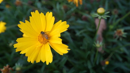 bee on yellow flower