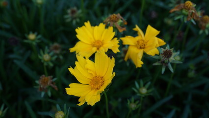 yellow flowers in the garden
