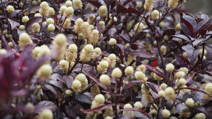White Flower Purple Leaves