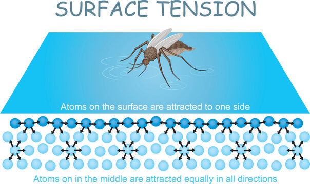 Insect showing water surface tension.Illustrated study guide drawing.