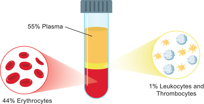 Platelet rich plasma therapy. Blood composition, lymphocytes, thrombocytes and erythrocytes. Sample in laboratory. Human blood structure and prp infographic. Microbiology test.