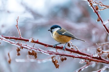 Fototapeta premium Small bird perched on icy branch in a serene winter setting with blurred background.
