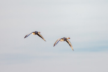 flying birds in the sky
