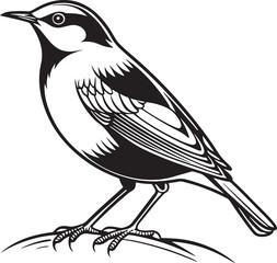 Naklejka premium White-Throated Dipper bird silhouette vector Illustration