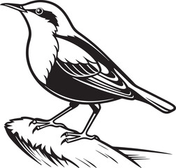 Obraz premium White-Throated Dipper bird silhouette vector Illustration