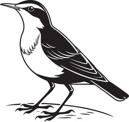 Obraz premium White-Throated Dipper bird silhouette vector Illustration