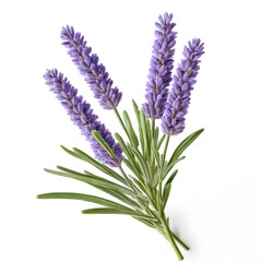 Naklejka premium Photorealistic lavender sprig, highly detailed, sharp focus, soft studio lighting, modern aesthetic, isolated on white background, natural texture, clean edges