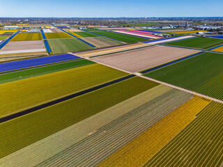 Aerial footage of vibrant flower fields arranged in perfect rows, showcasing a colorful patchwork of tulips and crops near a town, with clear skies and scenic farmland.
