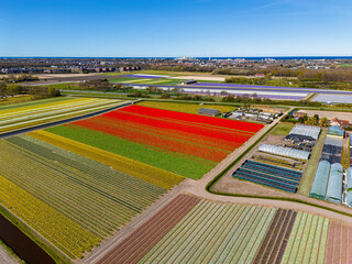 Colorful tulip fields stretch across the landscape in perfect rows, with greenhouses and a distant town visible under a clear blue sky in this stunning aerial footage of Dutch farmland.