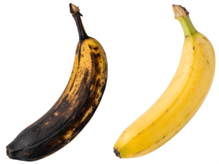 Comparison of overripe banana and fresh ripe banana isolated on the transparent background