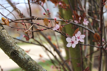 Pink cherry plum blossoms