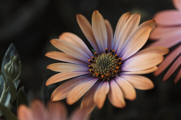 close-up of orange and purple african daisy
