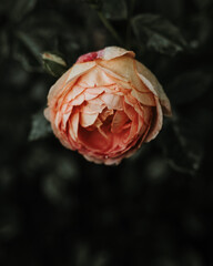 coral rose with rain drops in the garden 