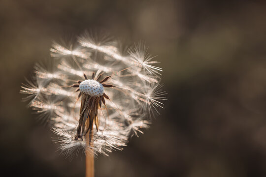 close up of dandelion seed head