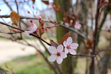 Pink cherry plum blossoms