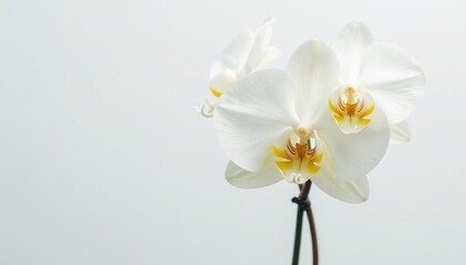 Obraz premium Delicate white orchid blossom against pure white background, calm, simple