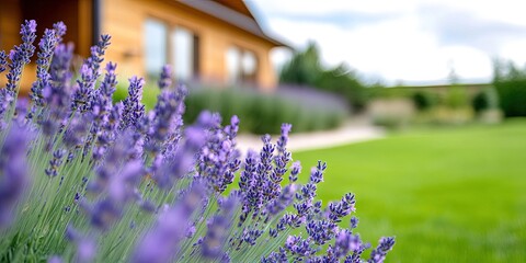 Obraz premium lavender crops growing in field 