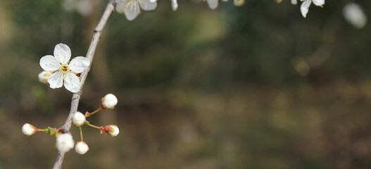 White plum blossoms on a dark green background