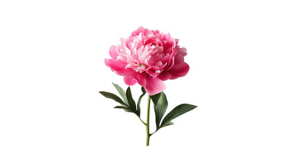 Single Pink Peony Flower on Transparent Background