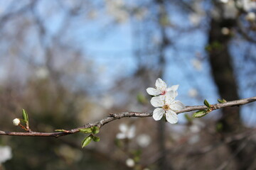 White plum blossoms on a blue background