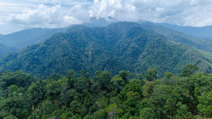 Naklejka premium Lush green rainforest covers rolling mountains under a cloudy sky, showcasing dense wilderness and natural beauty.