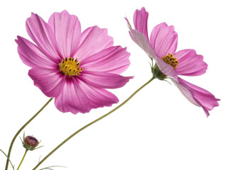 Two pink cosmos flowers bloom beautifully with delicate petals and yellow centers creating vibrant flower scene full of natural charm