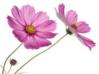 Two pink cosmos flowers bloom beautifully with delicate petals and yellow centers creating vibrant flower scene full of natural charm